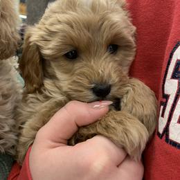 Ruby - Golden female Cockapoo puppy in Bedford, Iowa from Our Father’s Doodles