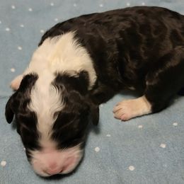 Old English Sheepdogs and Sheepadoodles from By Well Kennels