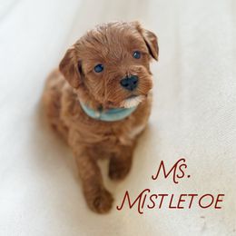 Mistletoe - Red  female Goldendoodle puppy in Sacramento, California from Dandy Doodles Goldendoodles