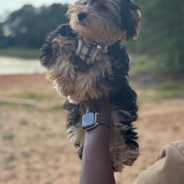 Old English Sheepdog, Poodle, Sheepadoodle, and Yorkipoo Puppies from Love Tallulah Sheepadoodles LLC