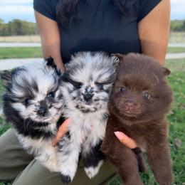 Hermés - Blue merle male Pomeranian puppy in Moody, Texas from Luxury Pets of Central Texas