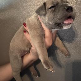Formentino 1- Red Collar - Gray and fawn male Cane Corso puppy in Compton, California from Urban League Cane Corso