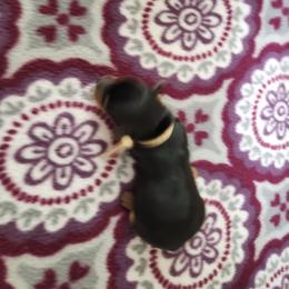 Pink Collar - Black and tan female Yorkshire Terrier puppy in Sidney, Ohio from Little Yorkie World