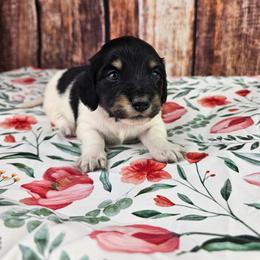 Elora - Piebald female Dachshund puppy in Malad City, Idaho from Mountain Sage Dachshunds