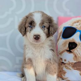 Dexter (Green collar) - Red merle male Aussiedoodle puppy in Coulee City, Washington from Mr and Mrs Doodle Farm