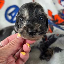 Captain America - Dapple male Dachshund puppy in Watertown, New York from Valley Springs Daschunds