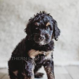 Bernedoodle Puppies from Southern Oak Breeders LLC