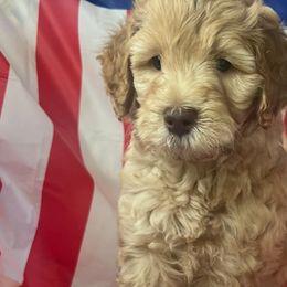 Goldendoodles from Happy Tails Doodle Farm