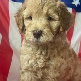 Goldendoodles from Happy Tails Doodle Farm