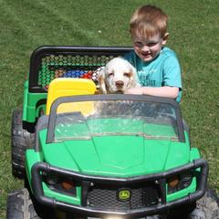 Clumber Spaniel and Irish Red and White Setter Puppies from NyaStar & Chequamegon