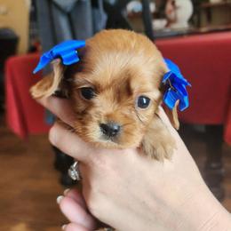 Candy-lavender - Ruby female Cavalier King Charles Spaniel puppy in London, Arkansas from Frosty’s Cavaliers