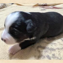 Boy 1 Aussie - Black tri male Miniature Australian Shepherd puppy in Pensacola, Florida from TNT MINI AUSSIES