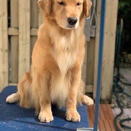 German Shepherd and Golden Retriever Puppies from Vom Bethel
