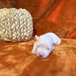 Coco - White male Maltese puppy in Asheville, North Carolina from TCBs Glowing Maltese