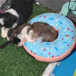 Shih Tzu and Yorkshire Terrier Puppies from Thorntons Fur Crew