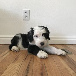 Old English Sheepdog and Sheepadoodle Puppies from Doodlefolk