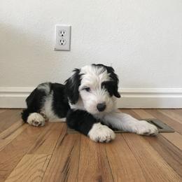 Old English Sheepdog and Sheepadoodle Puppies from Doodlefolk