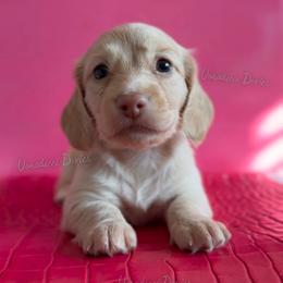 Pilot Barbie - Cream female Dachshund puppy in Chandler, Arizona from Vonaducci Doxies, LLC.