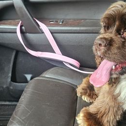 Cocker Spaniels from Home Grown Cocker Spaniels
