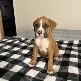 Male 2 - Fawn male Boxer puppy in Prestonsburg, Kentucky from Bre’s Boxers