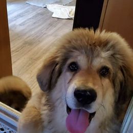 Tibetan Mastiff All Grown Up from Mystical kennel