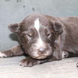 Bumble - Red tri-color male Australian Shepherd puppy in Macon, Georgia from Shaina’s Shepherds