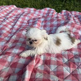 Mal-Shi, Maltese, Maltipoo, Poodle, and Shih Tzu Puppies from Joy-Fur Puppies