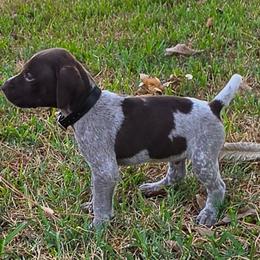 Boy 6 - White and liver male German Shorthaired Pointer puppy in Henderson, Texas from C4 Gun Dogs