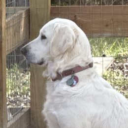 Golden Retrievers from Golden Care Golden Retrievers