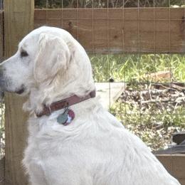 Golden Retrievers from Golden Care Golden Retrievers