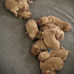 Presley (Burgundy) 18003 - Dark golden female Golden Retriever puppy in Middleburg, Pennsylvania from South Hill Golden Retrievers