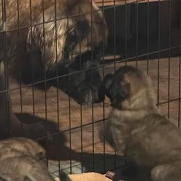 Leonberger puppies from Forgold Kennels