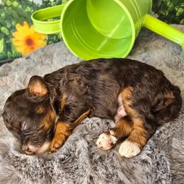 Saturn - Red tri-color male Aussiedoodle puppy in Prescott Valley, Arizona from Ramirez Family Doodles