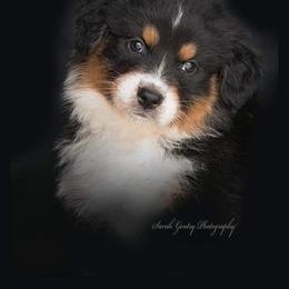 Aussiedoodle and Australian Shepherd Puppies from SS Australian Shepherds and Aussiedoodles