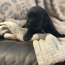 Girl 2 - Black female Labrador Retriever puppy in Isanti, Minnesota from Four Corners Family Labs