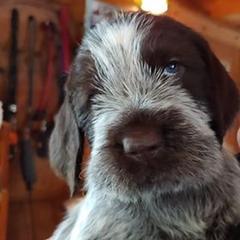 Spinone Italiano Puppies from Maple Hollow Spinone