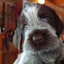 Spinone Italiano Puppies from Maple Hollow Spinone