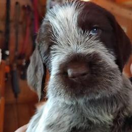 Spinone Italiano Puppies from Maple Hollow Spinone