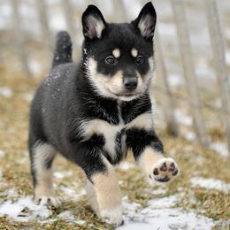 Black Boy - Arvo - Black and tan male Lapponian Herder puppy in Prattsburgh, New York from Maalattu Koirankoppi Lapponian Herders