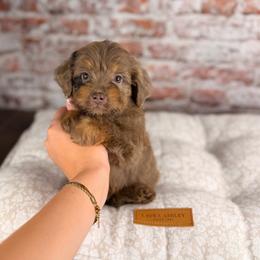 Gouda - Brown merle male Aussiedoodle puppy in Sweetwater, Florida from Sandy Snout Doodles