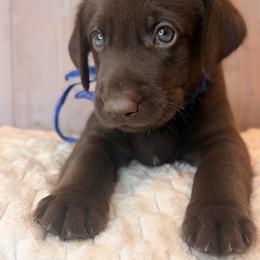 Blue Collar Chocolate Male - Chocolate male Labrador Retriever puppy in Gainesville, Georgia from Rucker Retrievers