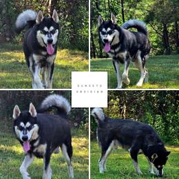 Obsidian - Alaskan Malamute