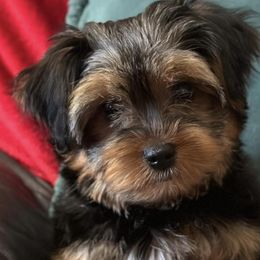Yorkshire Terriers from Best Friends Yorkies
