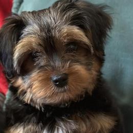 Yorkshire Terriers from Best Friends Yorkies