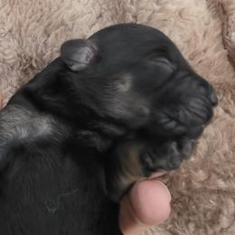 Boy 6 - Tri-color male Labradoodle puppy in Centerville, Utah from Reid Wasatch Doodles