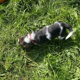 Basset Hound Puppies from Susan's Basset Hounds