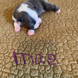 Mae - Blue female Boston Terrier puppy in Brown City, Michigan from Mae Boston Terriers