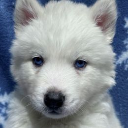 AKC Noel - White female Siberian Husky puppy in Centreville, Maryland from Huskies By the Bay