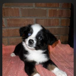 Miniature Australian Shepherd Puppies from Magnolia Aussies