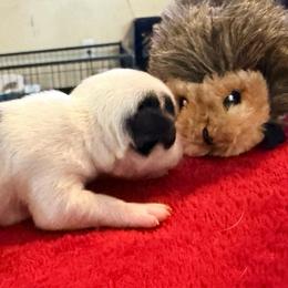 Anna (runt) - Black and white female Chihuahua puppy in Seneca, Missouri from Stephanie’s Puppy Colony